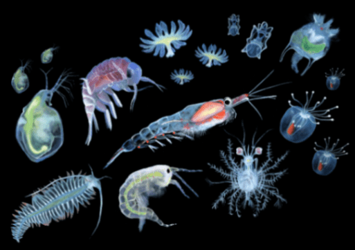 Plankton: Majhni organizmi velikega pomena (giclée odtis)